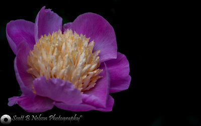 Peony