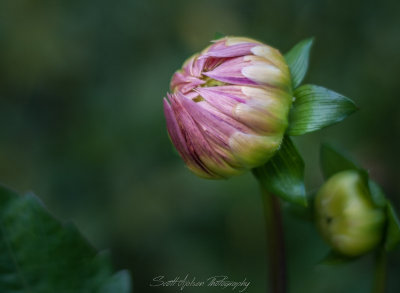 Dahlia Almost