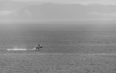 Humpback Breaching Tracy Arm