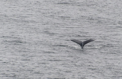 Whale Tail