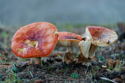 Amanita Muscaria