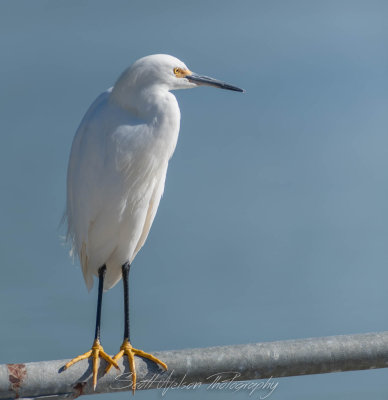 Egret 1