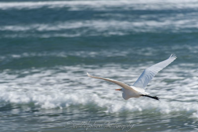 Egret Along the Beach 1