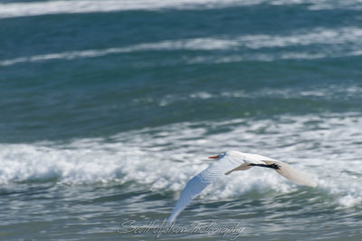 Egret Along the Beach 2