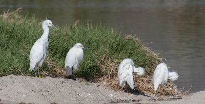 Egrets Stages of Preening
