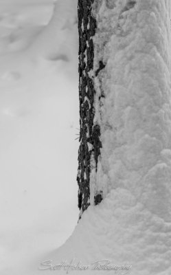 Snow Drifting On Tree