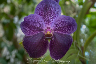 Daniel Stowe Botanical Gardens Purple Orchid