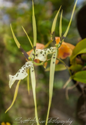 Daniel Stowe Botanical Gardens Delicate Orchids