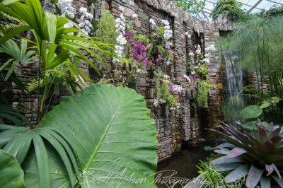 Daniel Stowe Botanical Gardens Wall of Orchids
