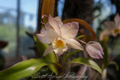 Daniel Stowe Botanical Gardens Peach and Purple Orchid