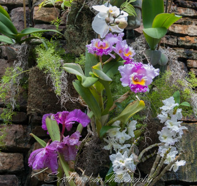 Daniel Stowe Botanical Gardens Orchid Variety