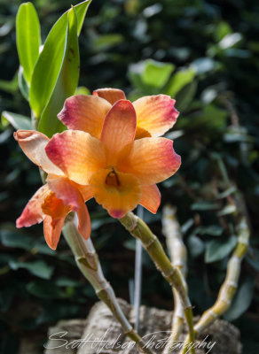 Daniel Stowe Botanical Gardens Orange Orchid