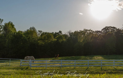 South Carolina Horses in Field