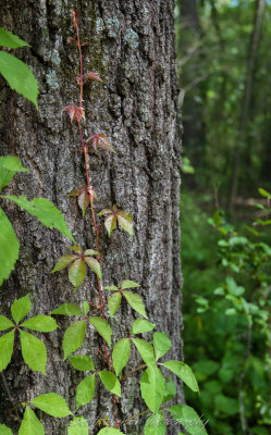 The Colors of Poison Ivy