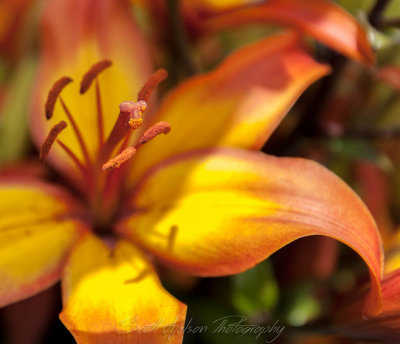 Lilly