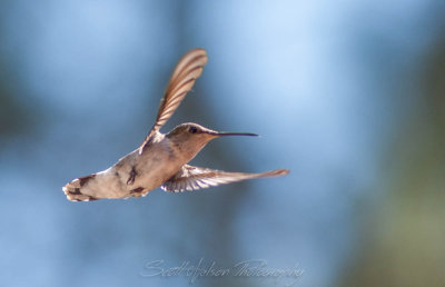 Humming Bird II