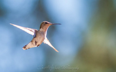Humming Bird III