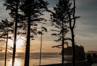 Trees and Ocean sunset