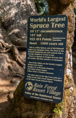 Worlds Largest Spruce Sign