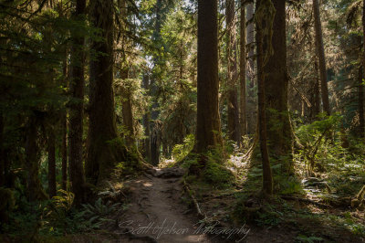 Path Thru the Forest