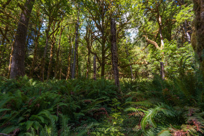 Ferns Everywhere