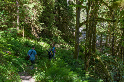 Hiking Down thru the ferns