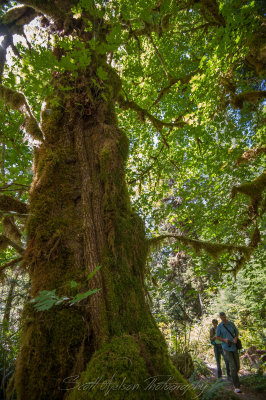 Massive Moss covered Big Leafed Maple