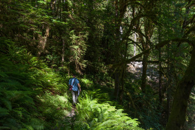 Mike in the Ferns