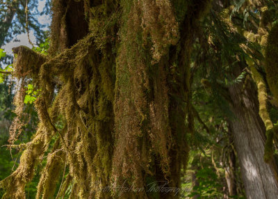 More Moss