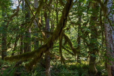 Moss Covered Branches