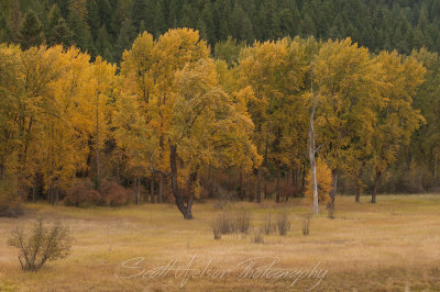 Golden Cottonwood