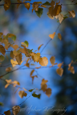 Golden Leaf