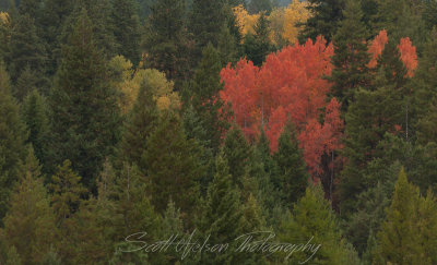 Leaves of Fire