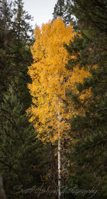 Lone Aspen