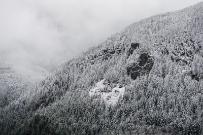 Snow Covered Trees