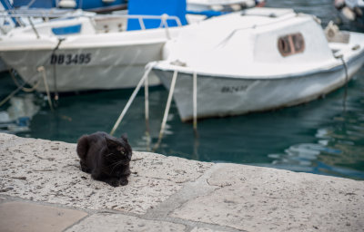 Cat Chilling by the Water
