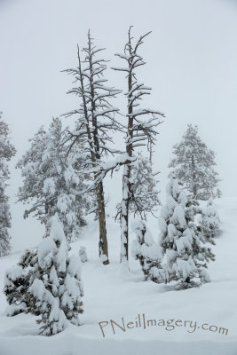 Snow Twin Trees