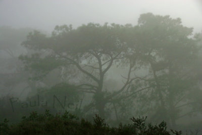 Foggy Coastal