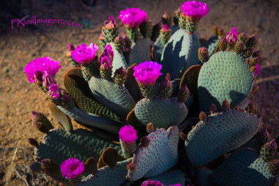 CactusBlooms