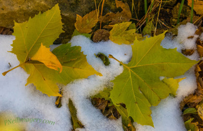 Fallen Leaves First Snow 
