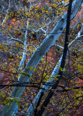 Sedona Fall Colors 