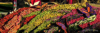 Honda Flowers IMG_0725.jpg