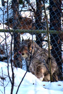 Lynx 2