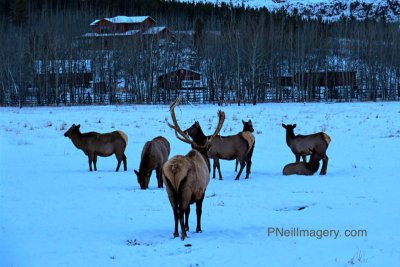 Caribou herd