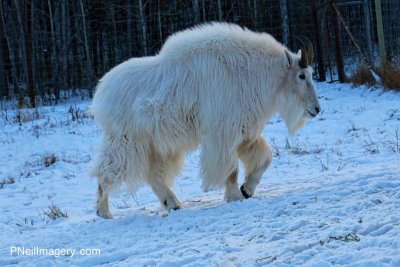 Arctic Goat