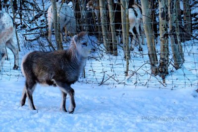 Arctic goat