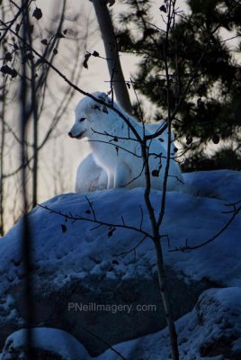 Arctic Foxes
