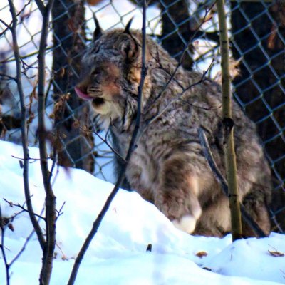 Lynx 3