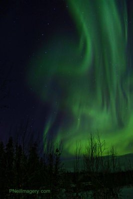Aurora's 8