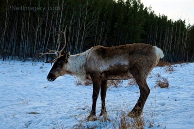 Caribou/Reindeer